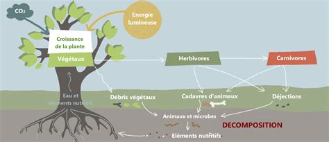 Diagramme expliquant le cycle de décomposition du fumier