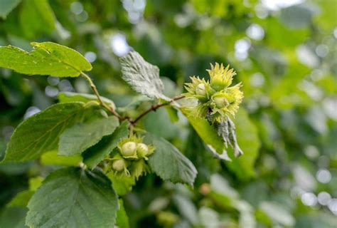 Jeune noisetier planté