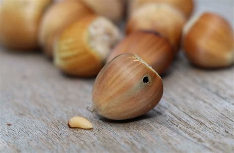 Noisette attaquée par le balanin