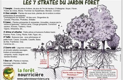 Forêt comestible avec noisetiers