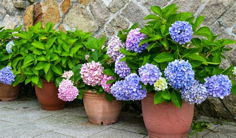 Variétés d'hortensias en pot