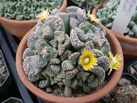 Semis de Titanopsis