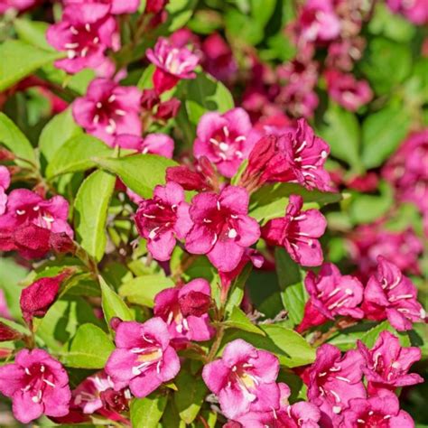 Illustration d'un Weigelia en pleine floraison