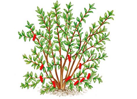 Schéma explicatif de la taille du Weigelia
