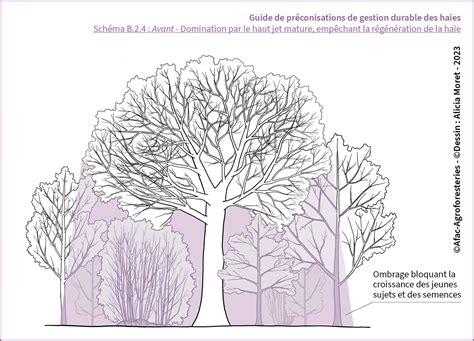 Schéma d'espacement des noisetiers en haie et en culture isolée