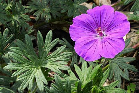 Schéma de la structure du Geranium sanguineum 'Vision'