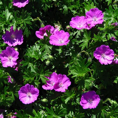 Variétés de fleurs de Geranium sanguineum