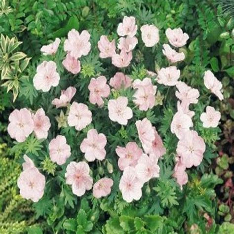 Exemple d'aménagement paysager avec Geranium sanguineum 'Vision' en couvre-sol