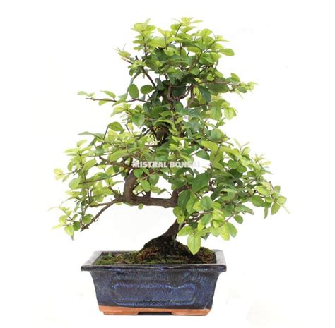Sageretia theezans bonsai twenty years old