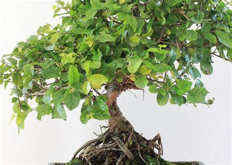 bonsai sageretia theezans roots