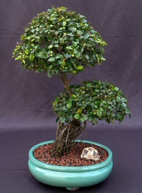 bonsai sageretia theezans flowering