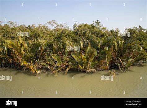 Vue aérienne des différentes rivières et canaux de la forêt de mangroves des Sundarbans, Bangladesh