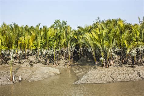 Côte du Bangladesh, à l'exception de la Réserve forestière des Sundarbans