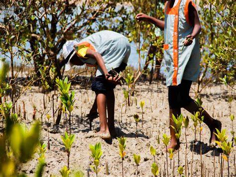 Plantation de mangroves au Bangladesh grâce à un programme de reforestation