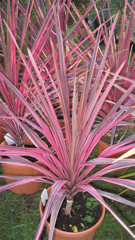 Cordyline australis avec ses feuilles rubanées