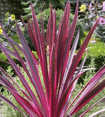 Variétés de Cordyline aux couleurs variées