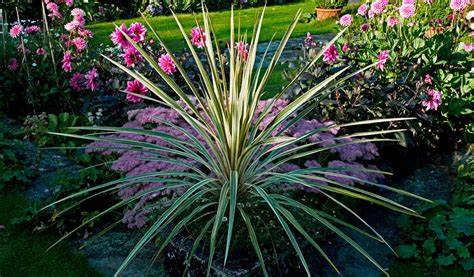 Exemple d'association de Cordyline avec d'autres plantes