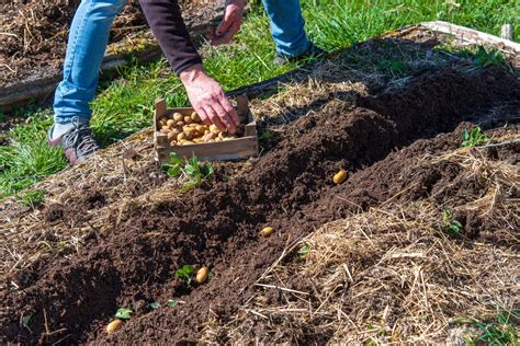 Illustration des techniques de plantation de pommes de terre