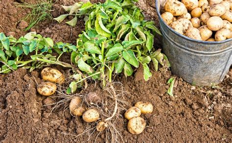 Graines de pomme de terre dans un pot