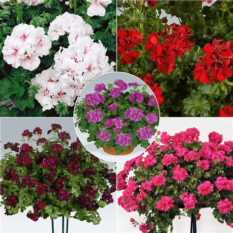 Diagramme comparatif des fleurs de géraniums lierres simples et doubles