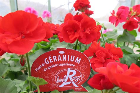 Infographie expliquant les critères de qualité du Label Rouge Géraniums
