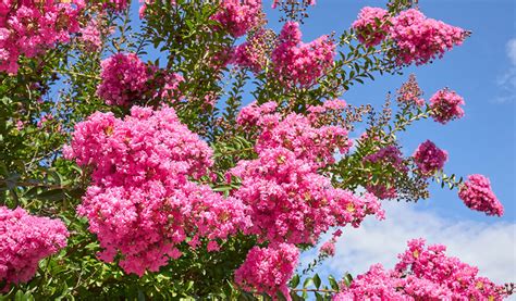 calendrier de taille du lilas des Indes