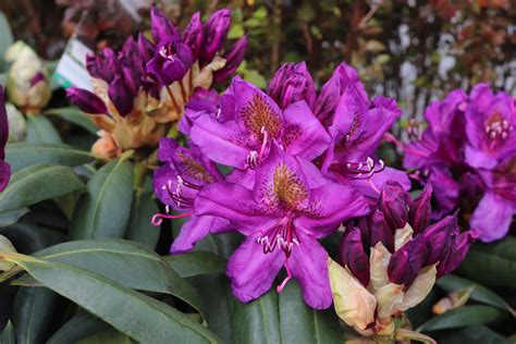 Rhododendron Marcel Menard en gros plan