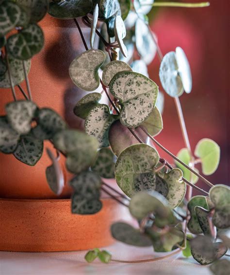 Philodendron Scandens avec des feuilles en forme de cœur