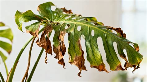 Feuilles de Philodendron présentant des signes de jaunissement ou de flétrissement