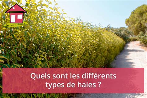 Infographie sur les différents types de haies et leur entretien spécifique