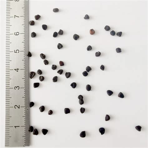 Graines de Nielle des blés