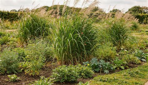 Utilisations du Miscanthus