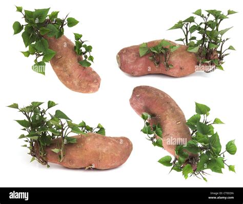 Patate douce et ses feuilles