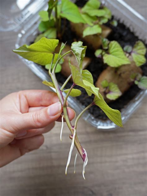 Schéma de processus de bouturage de patate douce