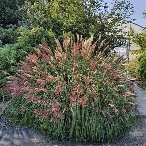 Feuillage automnal du Miscanthus 'Red Chief'