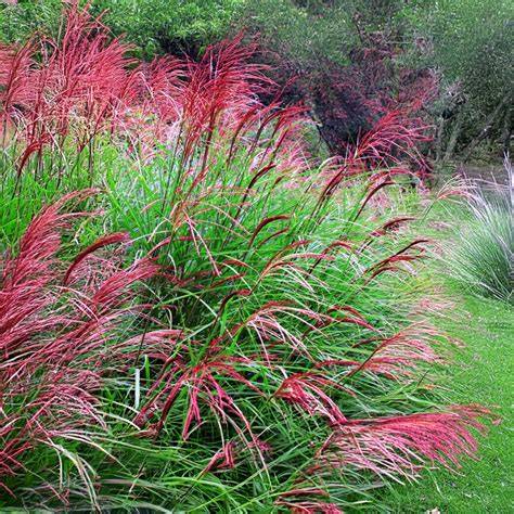 Miscanthus sinensis 'Red Chief' dans un jardin paysager
