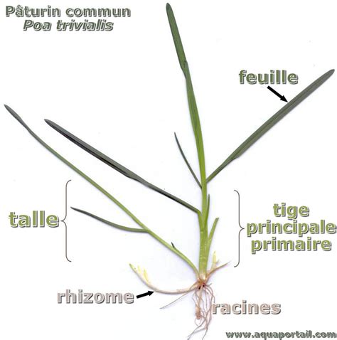Schéma des différents types de rhizomes de graminées