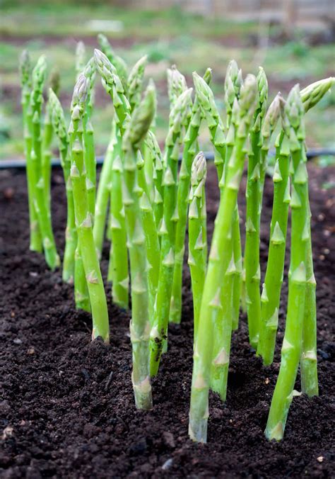 Champ d'asperges vertes en Loir-et-Cher
