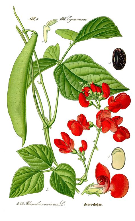 Illustration botanique du Phaseolus coccineus L. (Haricot d'Espagne)