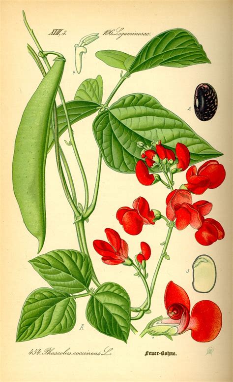 Gousses de Phaseolus coccineus L. montrant leur forme caractéristique