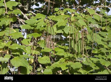 Gousses du Catalpa bignonioides, souvent confondues avec des haricots