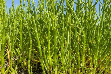 La salicorne, une plante aux tiges charnues récoltées comme légumes