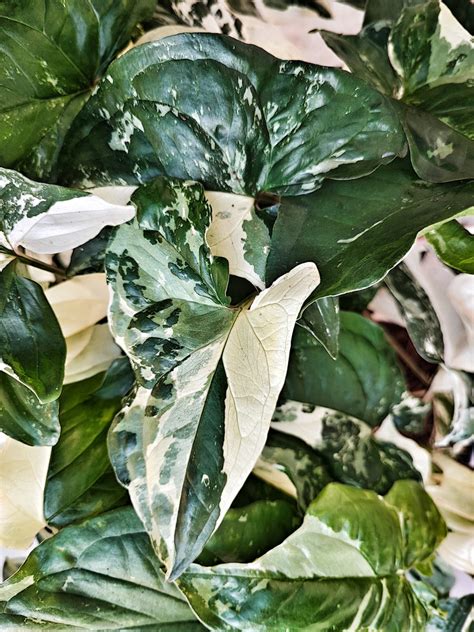 Feuilles panachées de différentes plantes