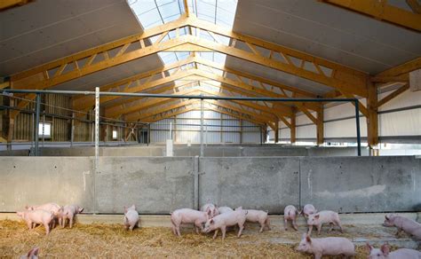 porcs dans une porcherie moderne