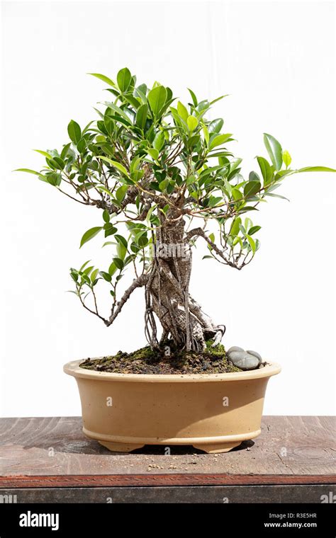 Bonsaï d'intérieur Ficus Retusa sur une table