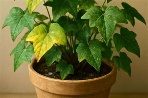 Bonsaï avec des feuilles jaunies, signe de stress