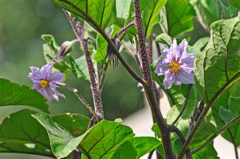 Plant d'aubergine en fleurs
