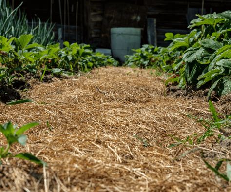 Sol paillé autour d'un plant d'aubergine