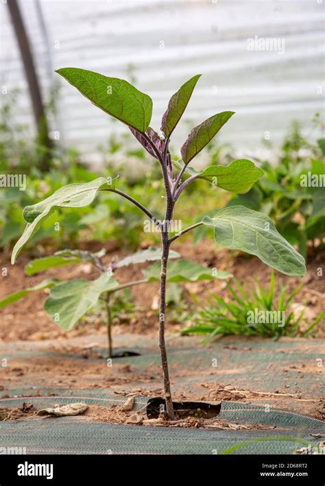 Plantation d'un jeune plant d'aubergine