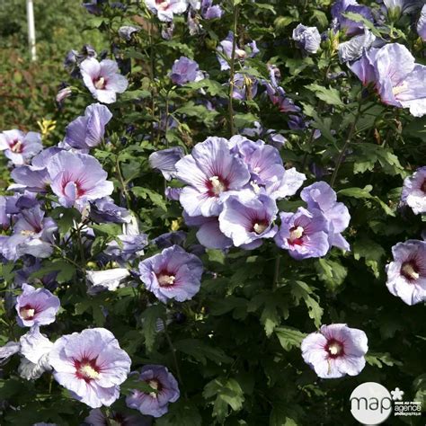 Illustration de l'Hibiscus syriacus 'Marina' en fleurs
